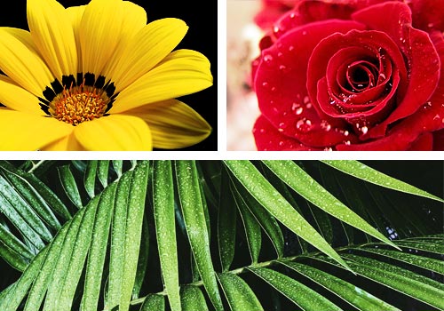 Квіткові і рослинні колажі