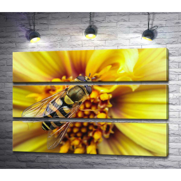 Тендітна бджола запилює сонячно-жовту квітку