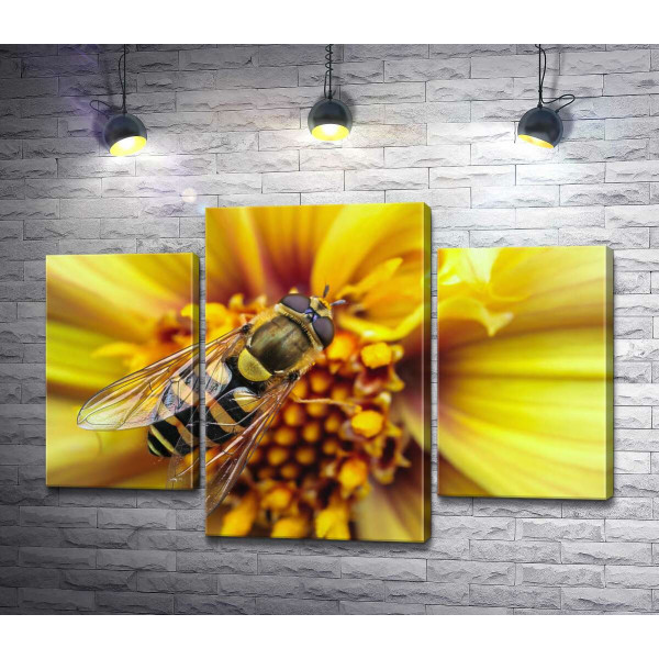 Тендітна бджола запилює сонячно-жовту квітку