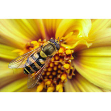 Хрупкая пчела опыляет солнечно-желтый цветок