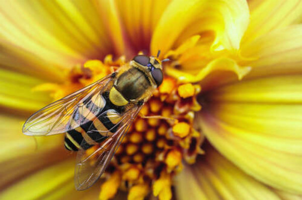 Хрупкая пчела опыляет солнечно-желтый цветок