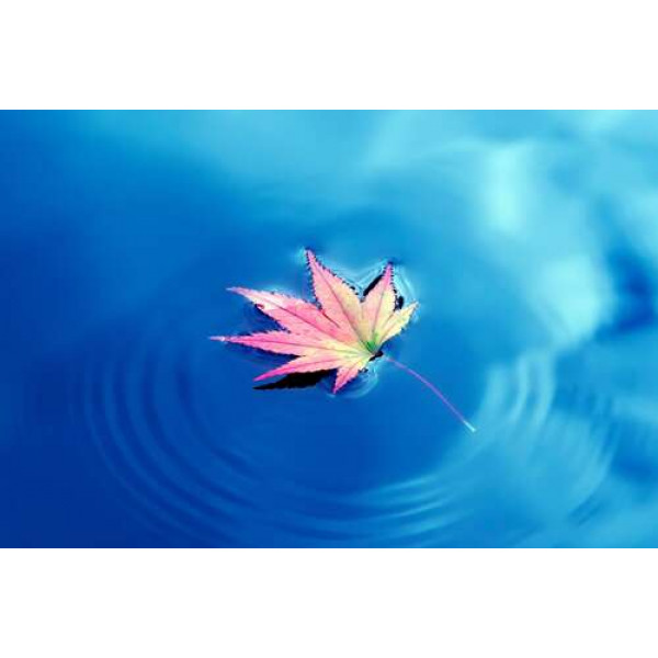 Осінній листок плаває на небесно блакитній воді