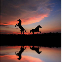 Силуэты благородных коней и нежный закат