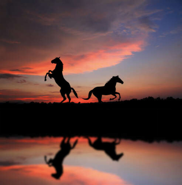 Силуэты благородных коней и нежный закат
