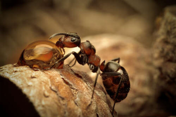 Маленький муравей пьет из капли
