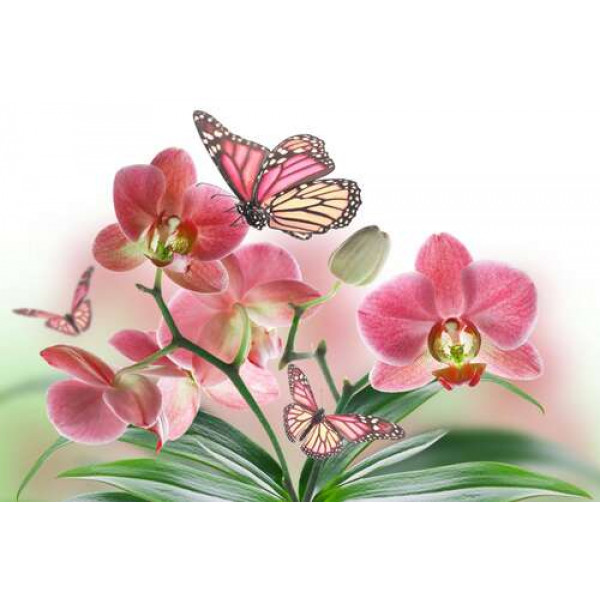 Метелики серед орхідей: рожева магія природи