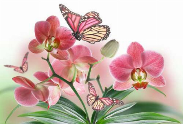 Бабочки среди орхидей: розовая магия природы