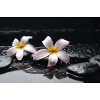 Нежные цветы плюмерии на орошеных водой черных камнях