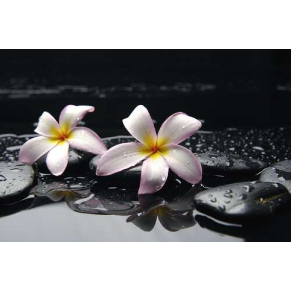 Ніжні квіти плюмерії на орошеному водою чорному камінні