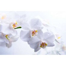 Бриллианты капель воды на хрупких лепестках орхидей