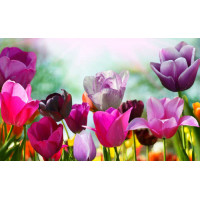 Сочные краски хрупких тюльпанов