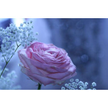 Розовая роза и белые гипсофилы на морозно-голубом фоне