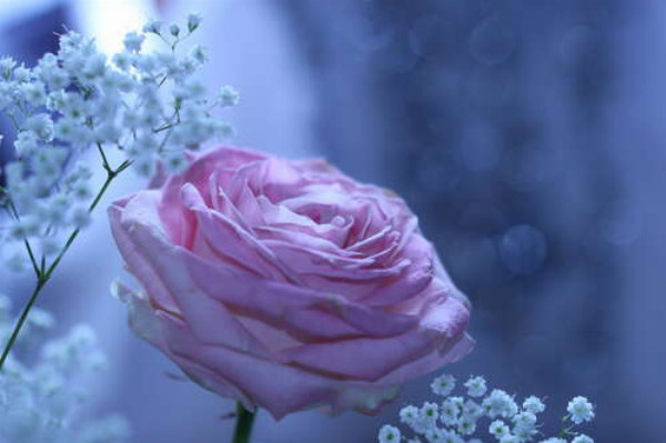 Розовая роза и белые гипсофилы на морозно-голубом фоне
