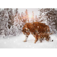 Амурские тигры: мать с детенышем прогуливаются по заснеженному лесу