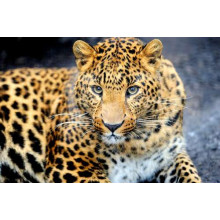 Хищный взгляд пятнистой кошки - леопарда