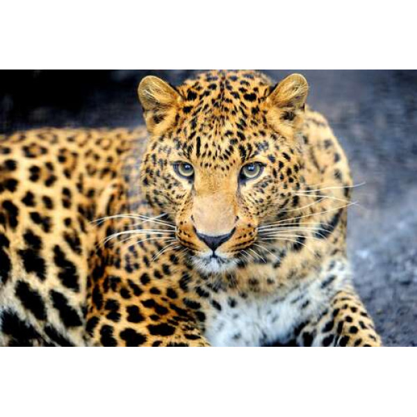 Хижий погляд плямистої кішки - леопарда