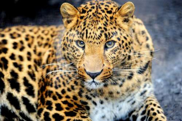 Хищный взгляд пятнистой кошки - леопарда