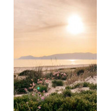 Зеленый ковер трав и цветов у побережья