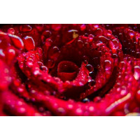 Прозрачные капли росы украшают красную розу