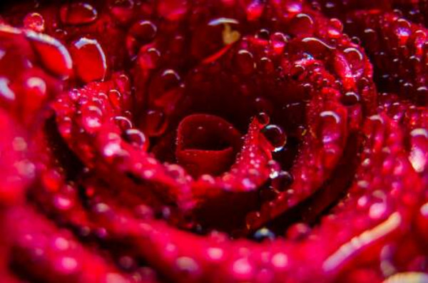 Прозорі краплі роси прикрашають червону троянду