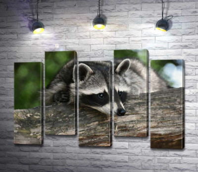 Модульная картина "Енот притаился возле дерева"