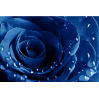Лепестки ультрамариново-синей розы в легких каплях росы