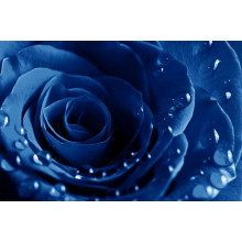Лепестки ультрамариново-синей розы в легких каплях росы