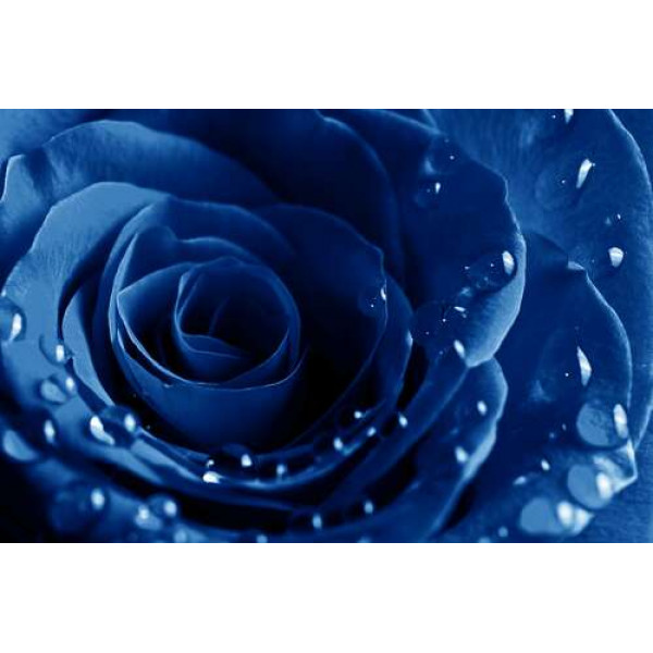 Пелюстки ультрамариново-синьої троянди в легких краплях роси