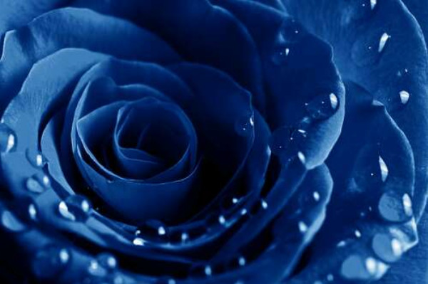 Пелюстки ультрамариново-синьої троянди в легких краплях роси