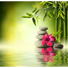 Малиновый цветок гибискуса и стройный бамбук среди серых камней на зеленой поверхности воды