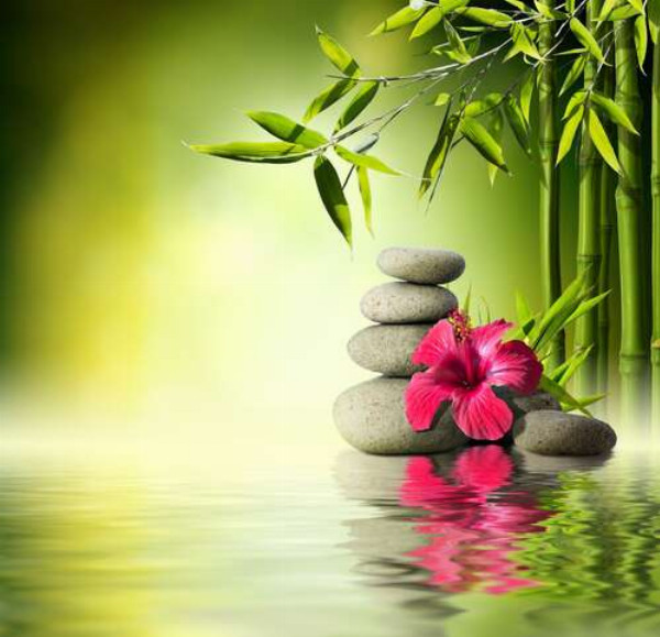Малиновый цветок гибискуса и стройный бамбук среди серых камней на зеленой поверхности воды