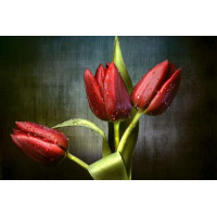 Сочно-красные тюльпаны, омытые свежей росой