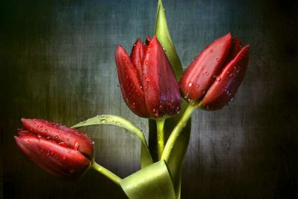 Сочно-красные тюльпаны, омытые свежей росой