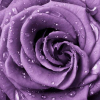 Пышный цветок розы лавандового цвета