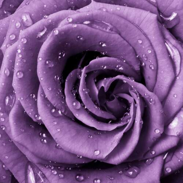 Пишна квітка троянди лавандового кольору