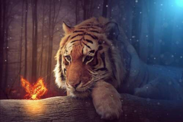 Могучий тигр наблюдает за огненной бабочкой