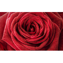 Розкіш шовковистих пелюстків червоної троянди