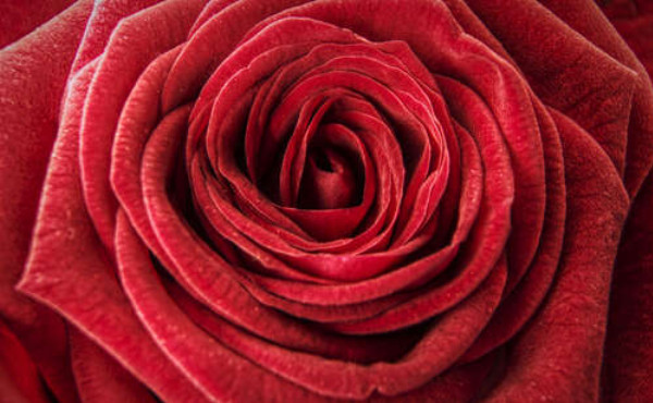 Роскошь шелковистых лепестков красной розы