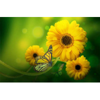 Солнечно-желтые бабочки пролетают мимо золотых гербер