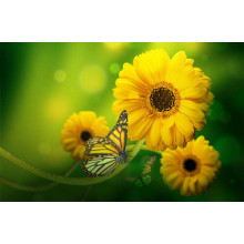 Сонячно-жовті метелики пролітають повз золоті гербери