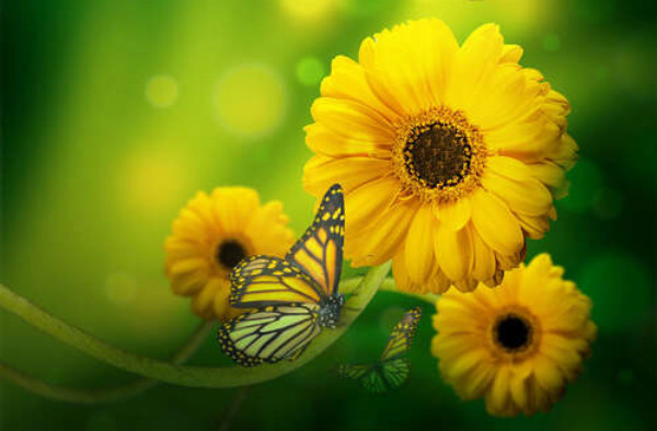 Солнечно-желтые бабочки пролетают мимо золотых гербер