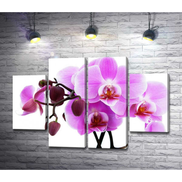 Величественные цветы пурпурной орхидеи