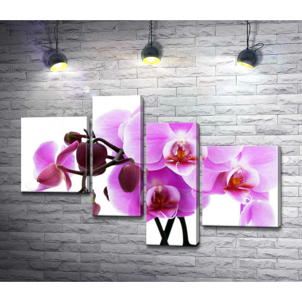 Величественные цветы пурпурной орхидеи