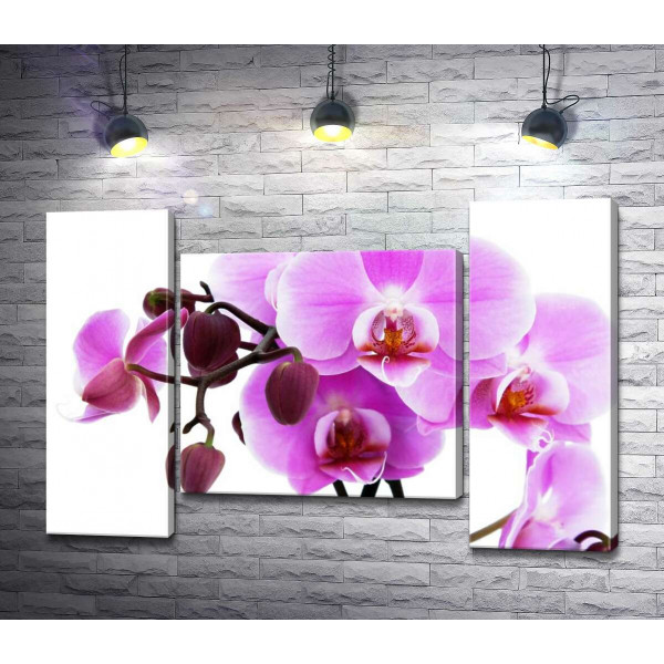 Величаві квіти пурпурової орхідеї