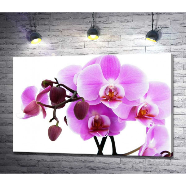Величаві квіти пурпурової орхідеї