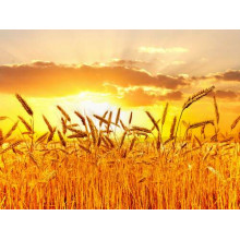 Налиті колоски пшениці в білих сонячних променях