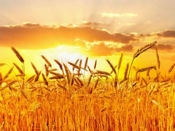 Налиті колоски пшениці в білих сонячних променях