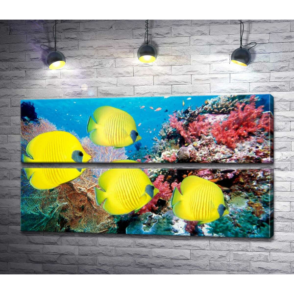 Желтые рыбы-бабочки плавают среди рифа