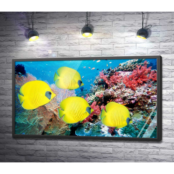 Жовті риби-метелики плавають серед рифу