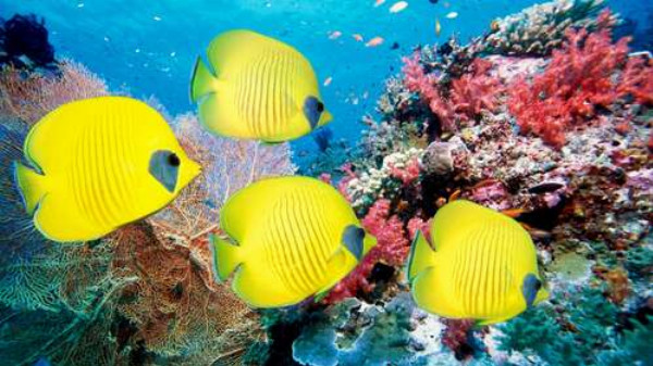 Желтые рыбы-бабочки плавают среди рифа